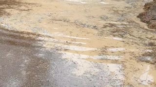 Eager Emus Play in Pond