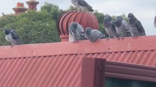 Pigeon Won't Stop Spinning