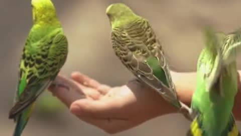 Loving Parrot's 🦜 | Cute Parrot 🦜 #TheDigitalMasti