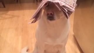 Dog humorously balances household objects on his head