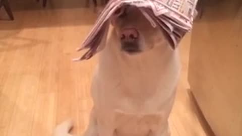 Dog humorously balances household objects on his head
