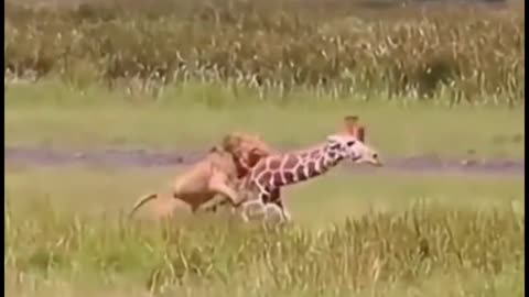 The giraffe had no time to get up before the lion caught it