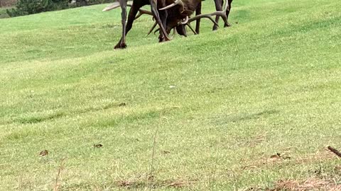 Bull Elk Bout and Bugle on Golf Course