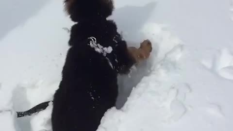 Little German Shepherd enjoying the snow