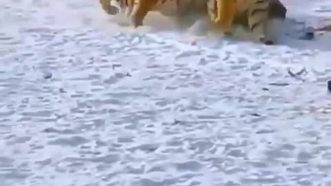 Snow tiger