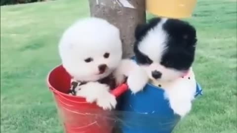 Cutest puppy video.. one glance and you'll fall in love this little dearies. So adorable