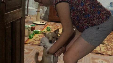 Mother Dog Begs to Keep Puppies Close