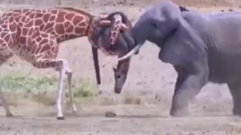 Does anyone know how elephants and giraffes are entwined?