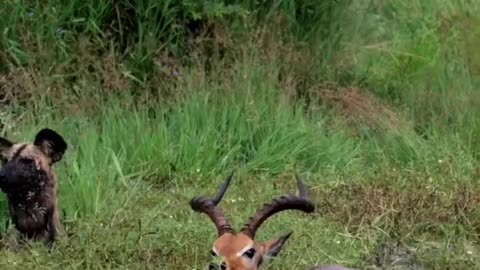 Impala's Clever Escape from Wild Dog