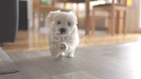 Cute little bichon frise running through house stock