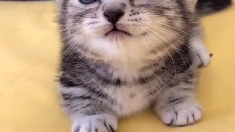 This little kitten is too mean!