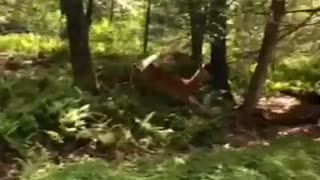 Worldstar dog chases deer in woods
