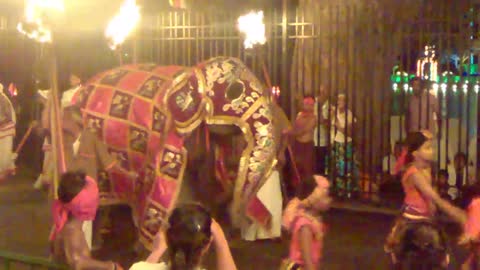 Dnacing baby Elephant ... wpw...
