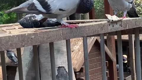 Pigeons under the eaves