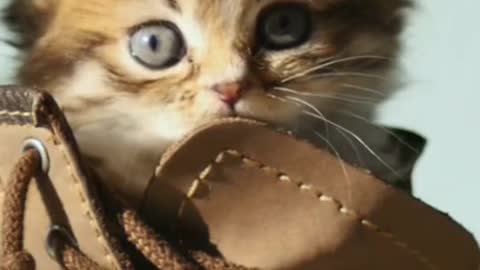 Shoes Cat beautiful video