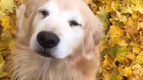 Golden Retriever is just Happy to be Outside 😂🤣