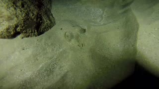 Octopus king of camouflage In sand in the Red Sea, Dahab, Egypt