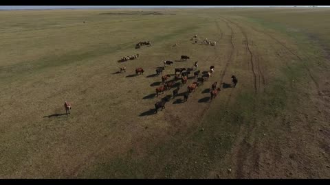 Aerial motion view shepherd grazes herd of cows and sheep