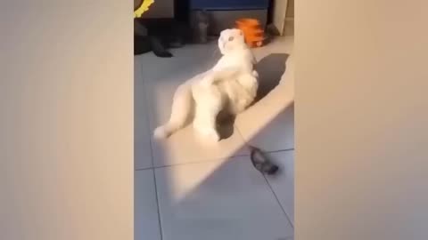 funny videos of cats