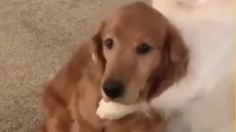 Dog apologize to his brother, Very funny and cute moment