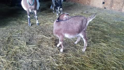 Happy Goats In The Morning