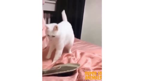 This cat is dancing to the beat!