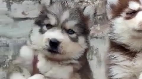 very lovely cute dog husky