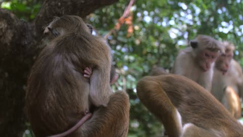 Mother and Baby Monkey