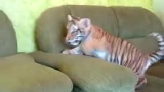 Tiger Cub Plays With A Dog