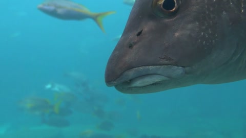 Closeup of Large Tropical Fish Head Drifting Away