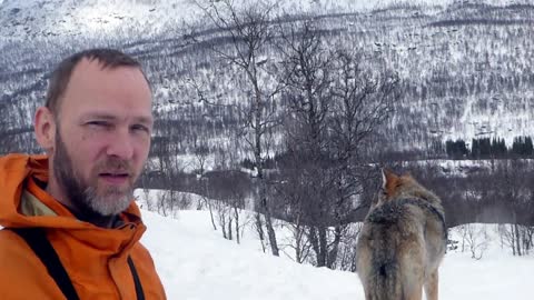 Wolf Visit At Park In Norway