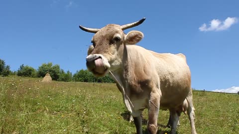 White cow on green pasture