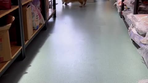 A bouncing puppy
