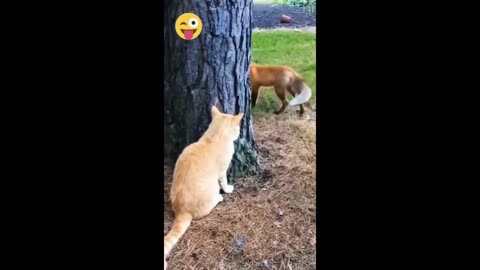 Funny Dogs And Cats Videos 2024 😅 - Best Funniest Animal Videos Of The week