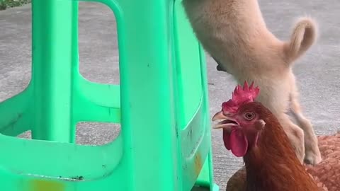 This is how hens help puppies is so shocking