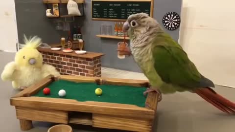 Bird Bar