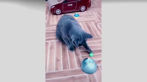 Baby Cats | Cute and Funny Cat | Videos Cat | qureshi digital tv