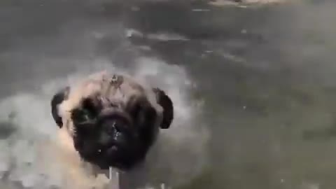 Funniest and Cutest Pug Dog Videos Compilation 2020