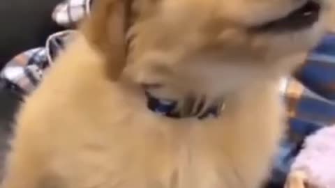 Cute puppy reacting to siren