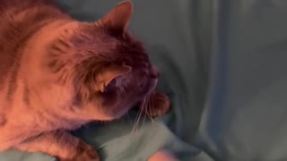 Senior cat plays with lint roller