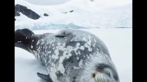 Have you ever heard a seal sleeping?