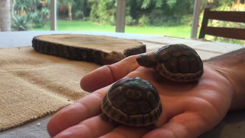 Baby Tortoise hides from her brother