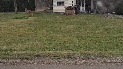 Horny Deers wondering around in Illinois *FUNNY*