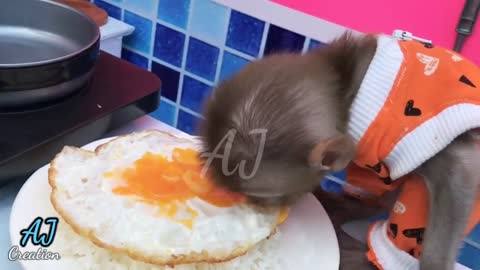 Baby Monkey stealing Eggs, Funny Monkey eating and playing
