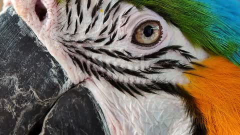 Close up Blue and gold macaw parrot eye