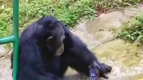 Gorilla Washing Cloth