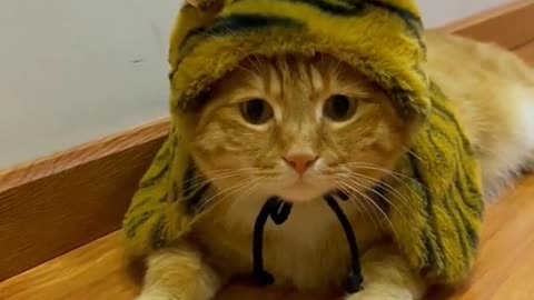 The cat is so cute when you put a hat on it