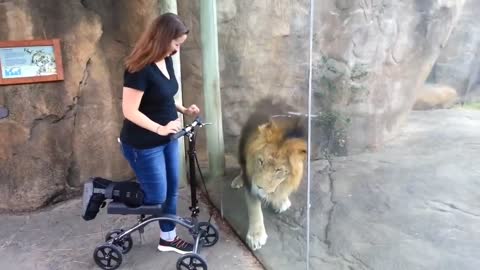 Lion attacks the girl