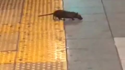 Hello friend rat dances across subway