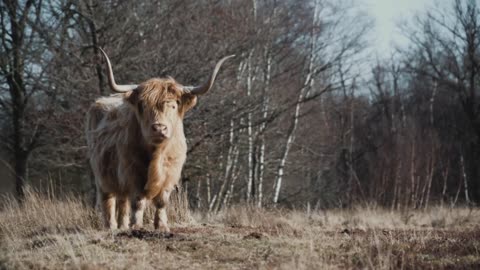 Highland Cows | Baby Highland Cows |